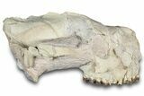 Partial Oreodont (Merycoidodon) Upper Skull - South Dakota #269922-1